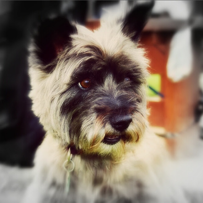 Sophie, a gorgeous puppy
